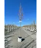 Säulen-Rotahorn 'Scanlon' | Acer rubrum 'Scanlon'