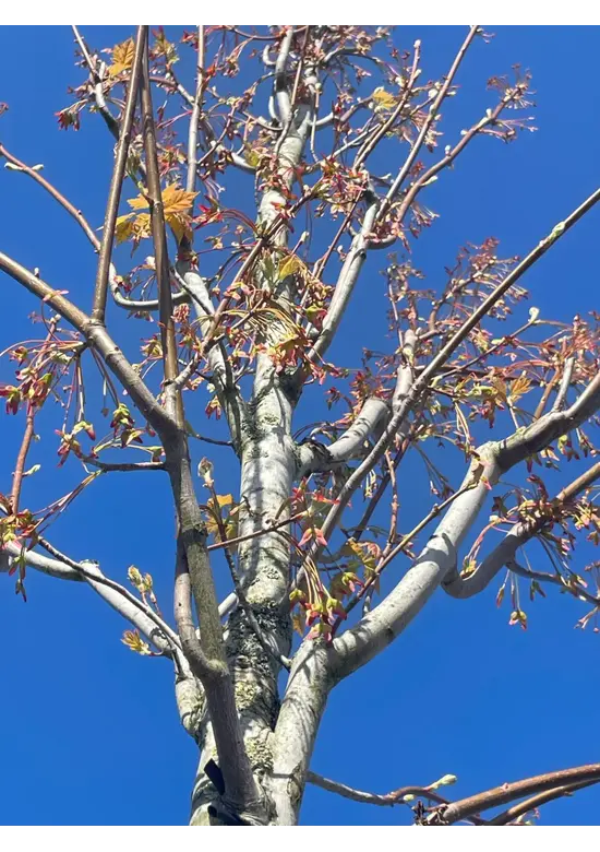 Säulen-Rotahorn 'Scanlon' | Acer rubrum 'Scanlon'