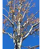 Säulen-Rotahorn 'Scanlon' | Acer rubrum 'Scanlon'