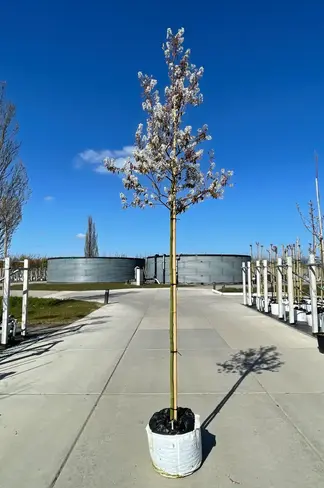 Essbare Felsenbirne 'Ballerina' | Amelanchier 'Ballerina'