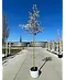 Felsenbirne 'Ballerina' | Amelanchier 'Ballerina'