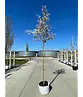 Felsenbirne 'Ballerina' | Amelanchier 'Ballerina'