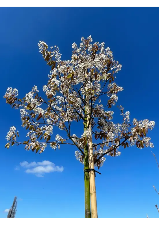 Felsenbirne 'Ballerina' | Amelanchier 'Ballerina'