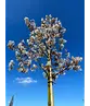 Felsenbirne 'Ballerina' | Amelanchier 'Ballerina'