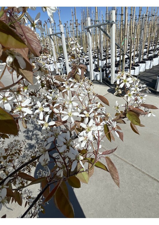 Felsenbirne 'Ballerina' | Amelanchier 'Ballerina'
