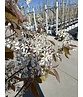 Felsenbirne 'Ballerina' | Amelanchier 'Ballerina'