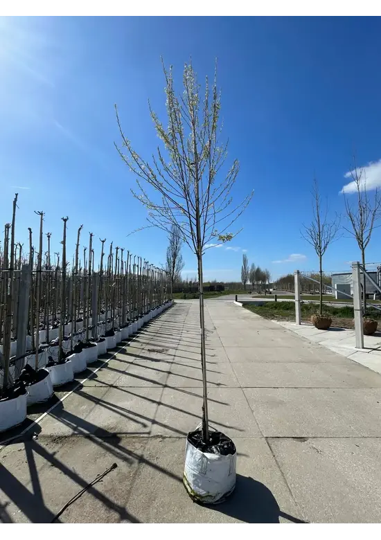 Säulen-Felsenbirne 'Rainbow Pillar' | Amelanchier 'Rainbow Pillar'