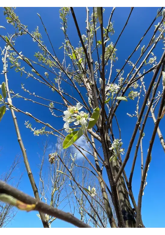 Säulen-Felsenbirne 'Rainbow Pillar' | Amelanchier 'Rainbow Pillar'