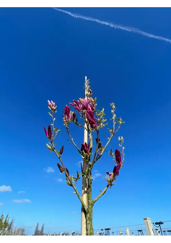Großblumige Magnolie 'Galaxy' | Magnolia 'Galaxy'