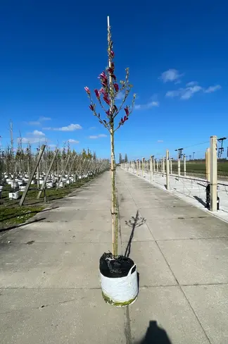 Großblumige Magnolie 'Galaxy' | Magnolia 'Galaxy'