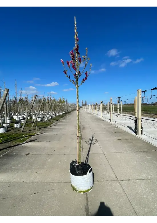 Großblumige Magnolie 'Galaxy' | Magnolia 'Galaxy'