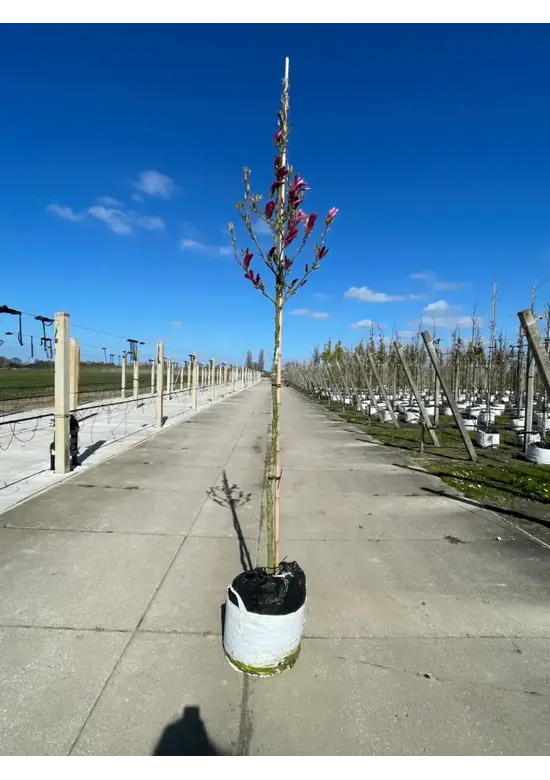 Rotblütige Magnolie 'Spectrum' | Magnolia 'Spectrum'