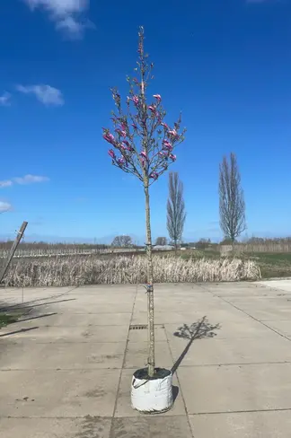 Purpur-Magnolie 'Susan' | Magnolia liliiflora 'Susan'