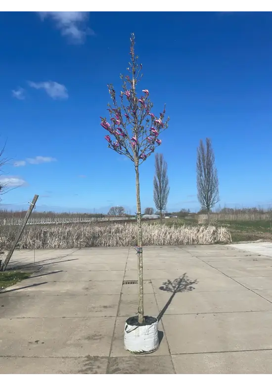 Purpur-Magnolie 'Susan' | Magnolia liliiflora 'Susan'
