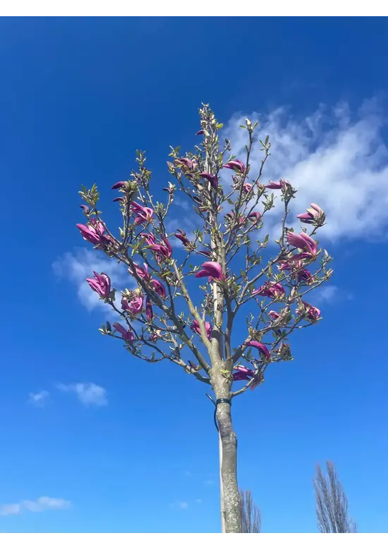 Purpur-Magnolie 'Susan' | Magnolia liliiflora 'Susan'