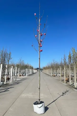 Magnolie 'Heaven Scent' | Magnolia soulangeana 'Heaven Scent'