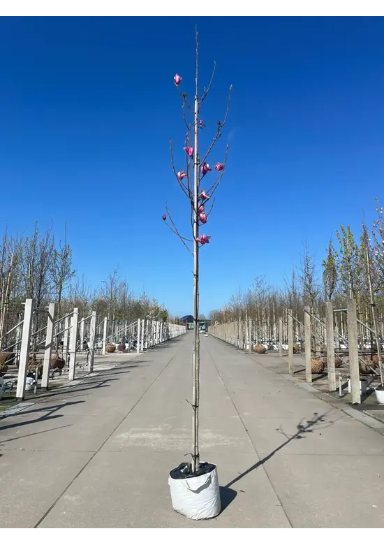 Magnolie 'Heaven Scent' | Magnolia soulangeana 'Heaven Scent'