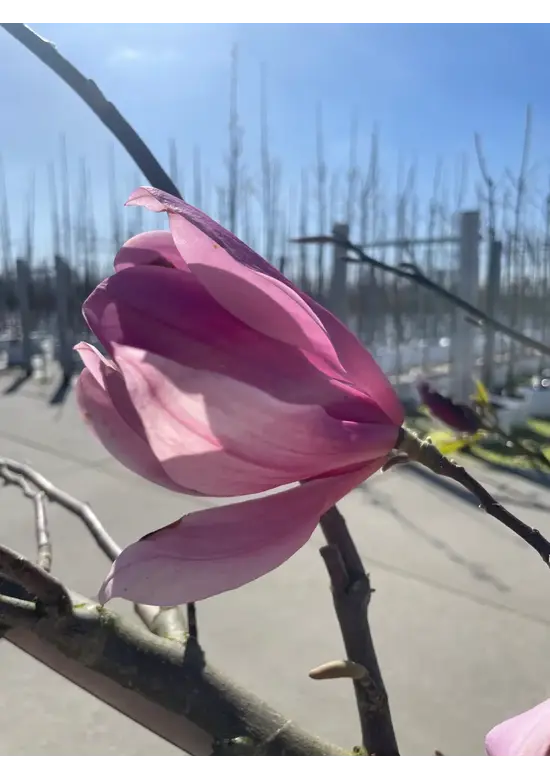 Magnolie 'Heaven Scent' | Magnolia soulangeana 'Heaven Scent'