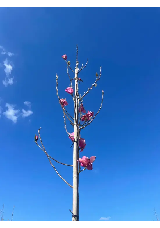 Magnolie 'Heaven Scent' | Magnolia soulangeana 'Heaven Scent'