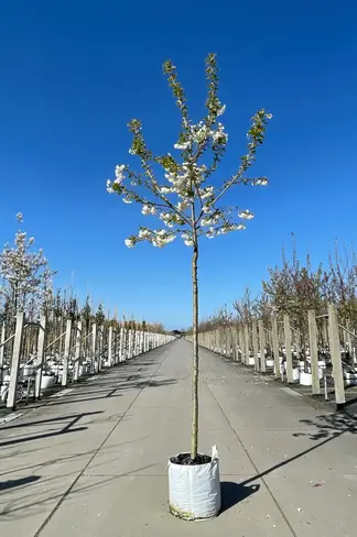 Fudschijama-Kirsche 'Shirotae' | Prunus serrulata 'Shirotae'