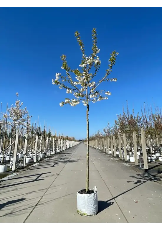 Fudschijama-Kirsche 'Shirotae' | Prunus serrulata 'Shirotae'