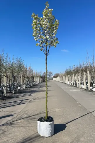 Stadtbirne 'Chanticleer' | Pyrus calleryana 'Chanticleer'