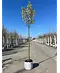 Stadtbirne 'Chanticleer' | Pyrus calleryana 'Chanticleer'