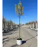Stadtbirne 'Chanticleer' | Pyrus calleryana 'Chanticleer'