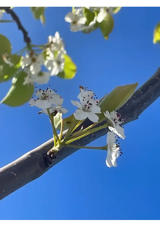 Stadtbirne 'Chanticleer' | Pyrus calleryana 'Chanticleer'