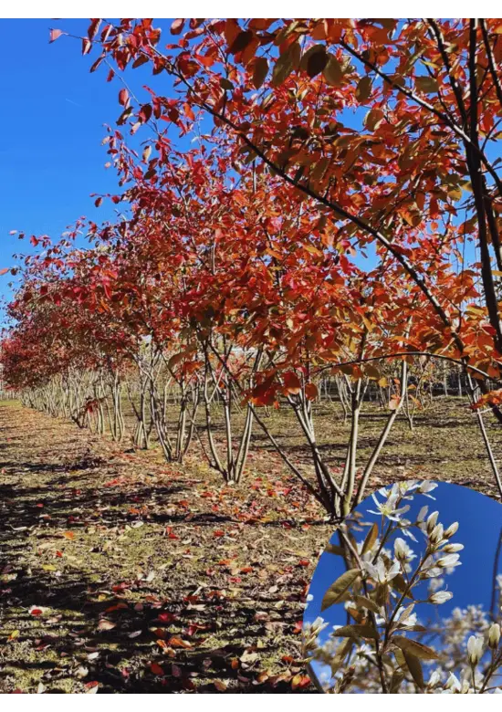 Mehrstämmige Felsenbirne Amelanchier lamarckii