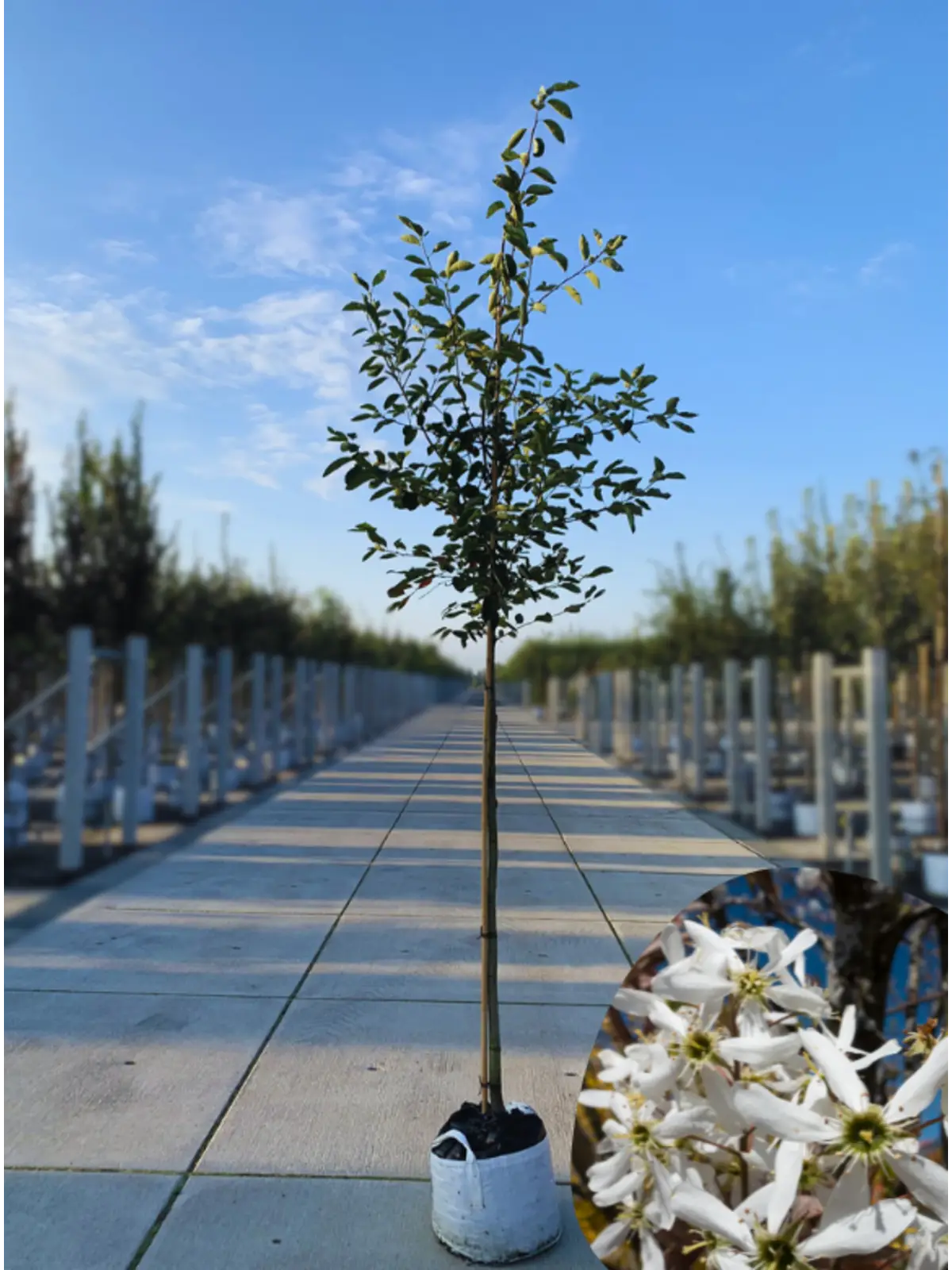 Kupfer-Felsenbirne Amelanchier lamarckii