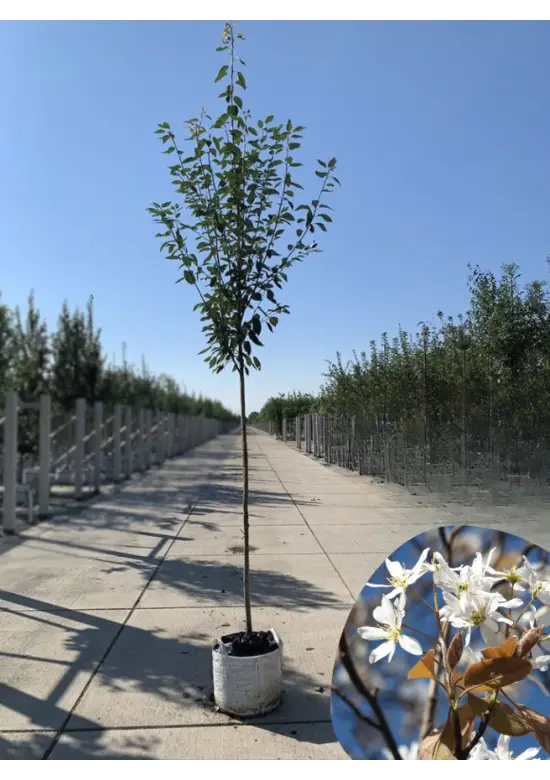 Schnee Felsenbirne 'Robin Hill' Amelanchier arborea 'Robin Hill'