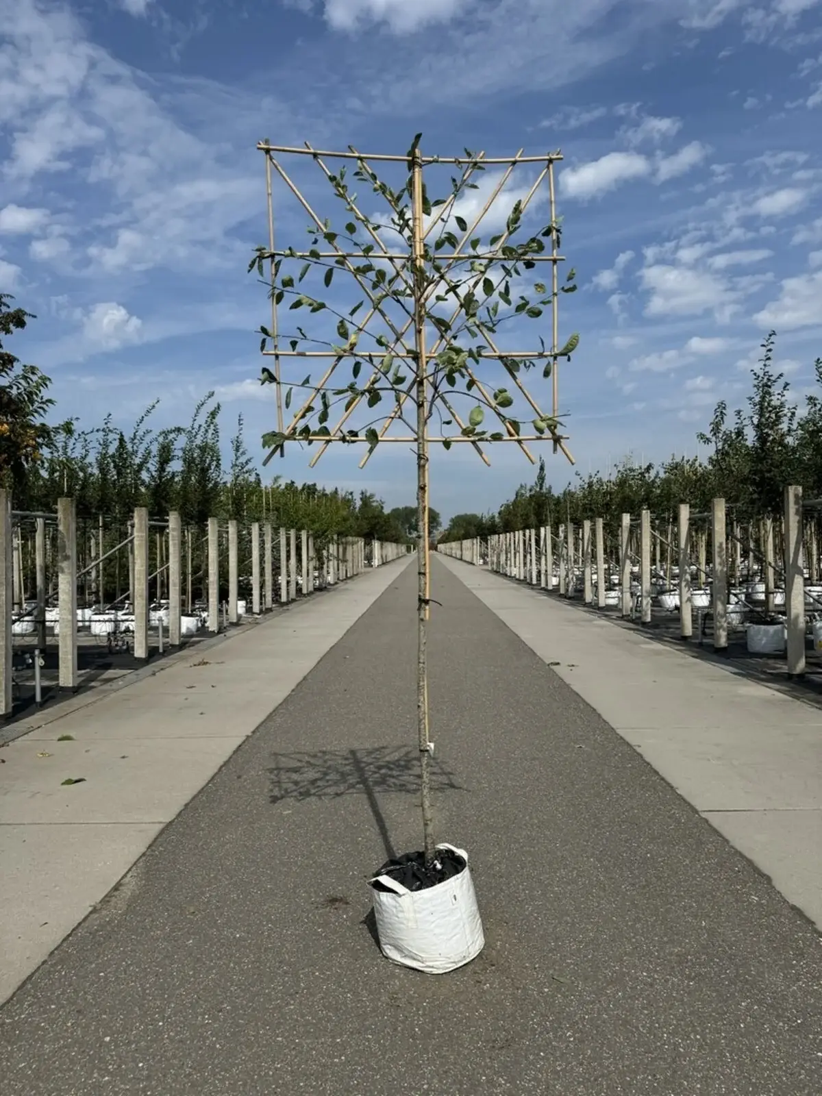 Kupfer Felsenbirne Spalier Amelanchier lamarckii