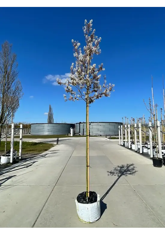 Essbare Felsenbirne 'Ballerina' Amelanchier 'Ballerina'