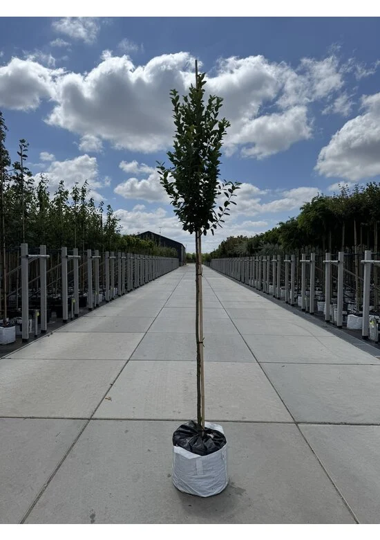 Säulen-Felsenbirne 'Rainbow Pillar' Amelanchier 'Rainbow Pillar'