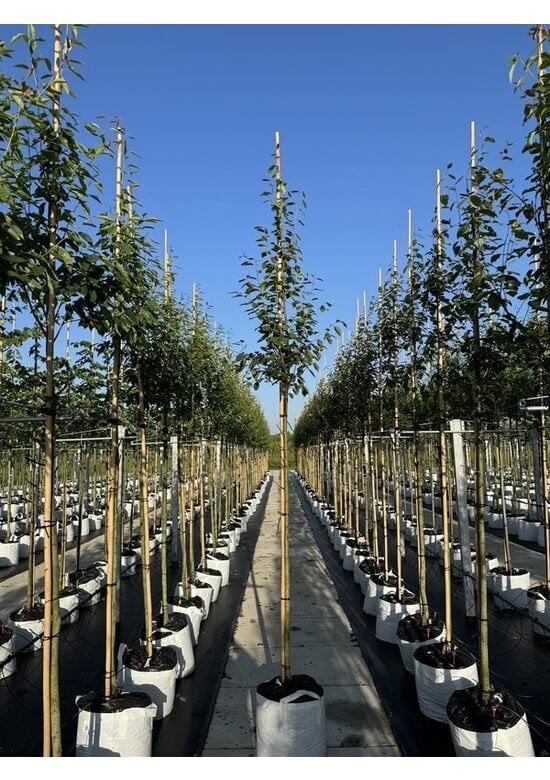 Felsenbirne 'RJ Hilton' Amelanchier laevis 'RJ Hilton'