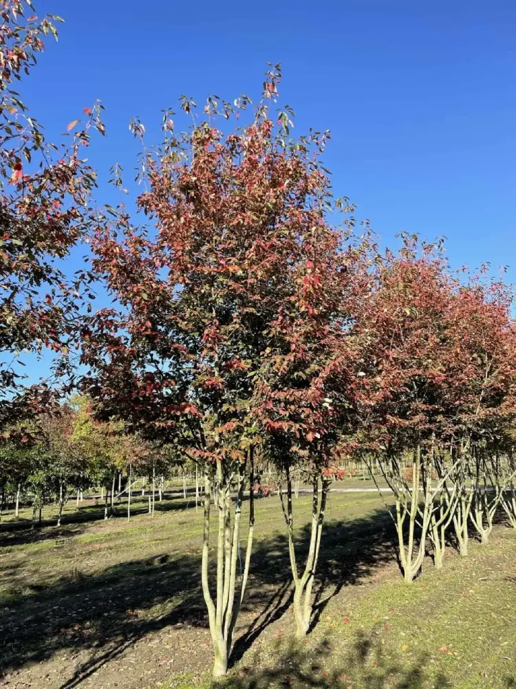 Mehrstämmige Felsenbirne 'Robin Hill' Amelanchier arborea 'Robin Hill'
