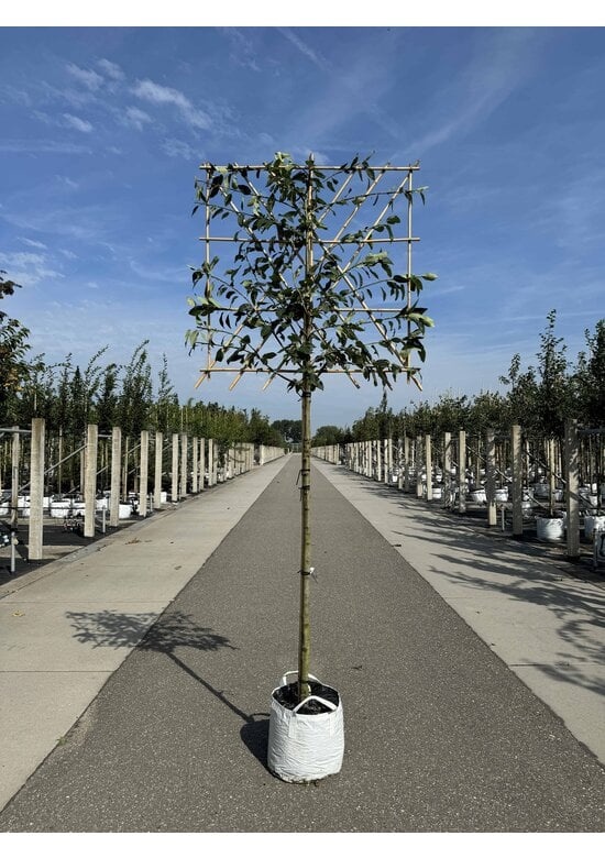 Felsenbirne 'Robin Hill' Spalier Amelanchier arborea 'Robin Hill'