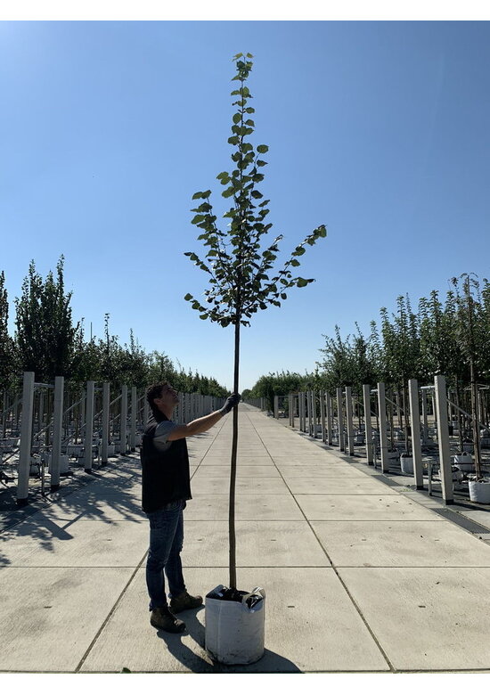 Amerikanische Stadtlinde 'Greenspire' im 3er-Set | Tilia cordata 'Greenspire'