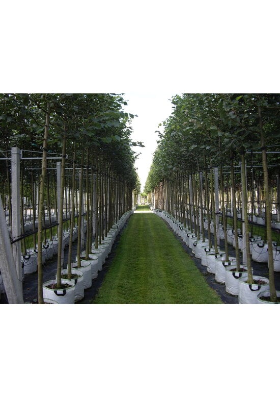 Amerikanische Stadtlinde 'Greenspire' im 3er-Set | Tilia cordata 'Greenspire'