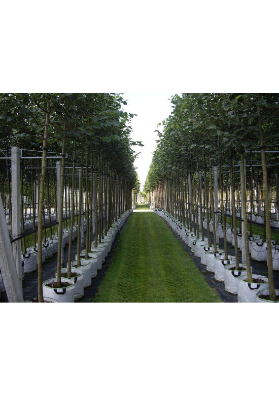 Amerikanische Stadtlinde 'Greenspire' im 3er-Set | Tilia cordata 'Greenspire'