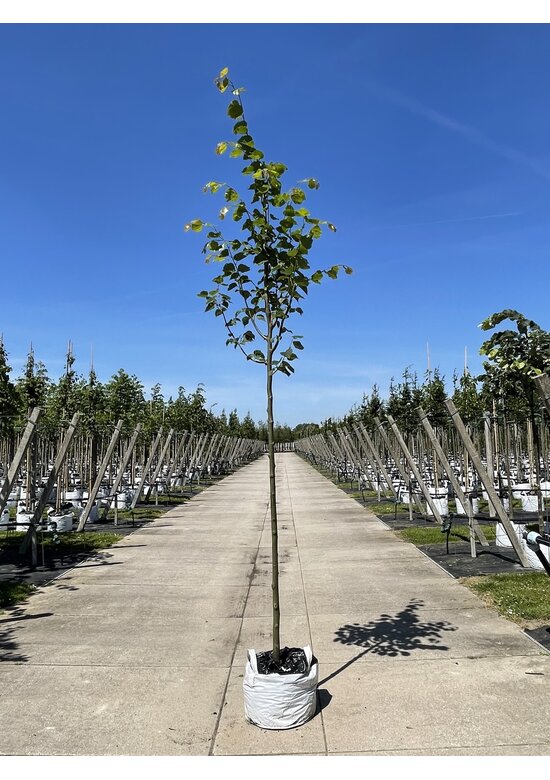 Amerikanische Stadtlinde 'Greenspire' im 3er-Set | Tilia cordata 'Greenspire'