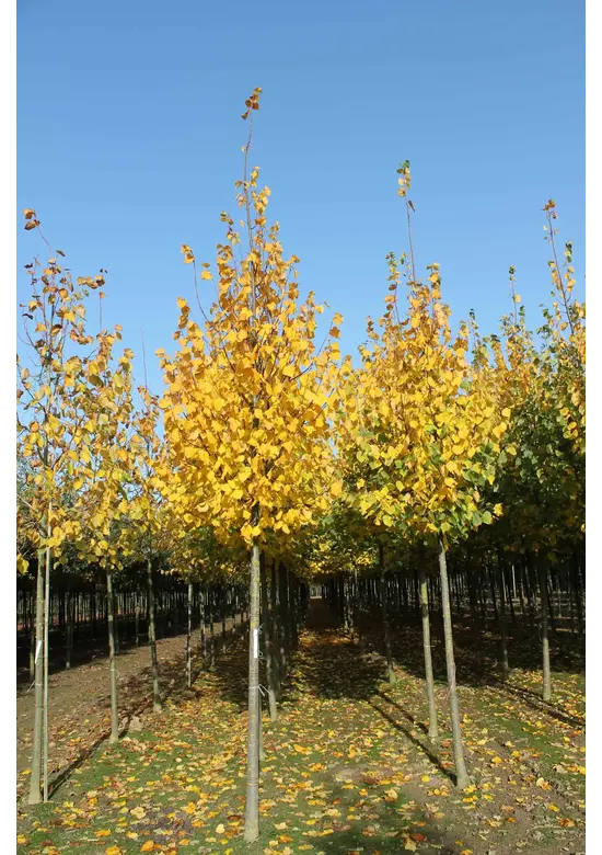 Amerikanische Stadtlinde 'Greenspire' im 3er-Set | Tilia cordata 'Greenspire'