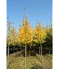 Amerikanische Stadtlinde 'Greenspire' im 3er-Set | Tilia cordata 'Greenspire'