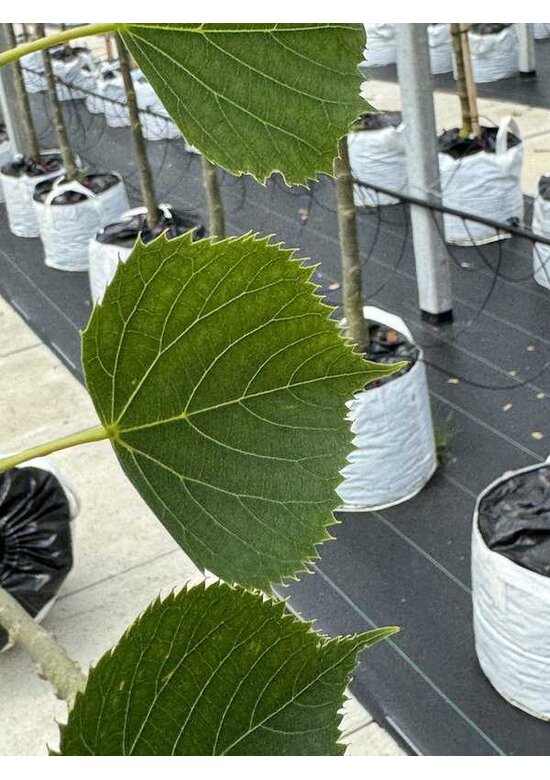 Amerikanische Stadtlinde 'Greenspire' im 3er-Set | Tilia cordata 'Greenspire'