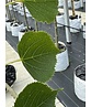 Amerikanische Stadtlinde 'Greenspire' im 3er-Set | Tilia cordata 'Greenspire'