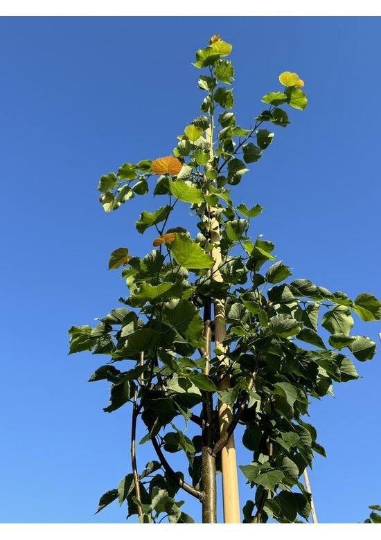 Amerikanische Stadtlinde 'Greenspire' im 3er-Set | Tilia cordata 'Greenspire'