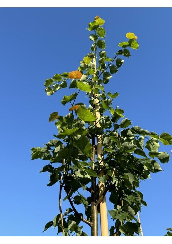 Amerikanische Stadtlinde 'Greenspire' im 3er-Set | Tilia cordata 'Greenspire'