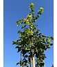 Amerikanische Stadtlinde 'Greenspire' im 3er-Set | Tilia cordata 'Greenspire'