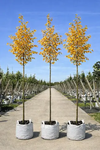 Amerikanische Stadtlinde 'Greenspire' im 3er-Set | Tilia cordata 'Greenspire'